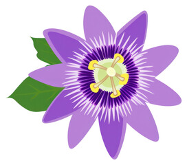 Fototapeta premium PNG Passionflower flower passionflower illustration purple.