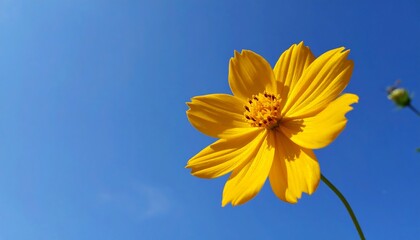 Bright yellow flower against a clear blue sky