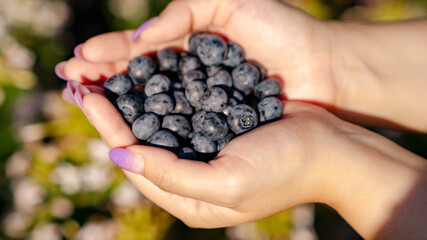 Hands gently cradle a pile of ripe blueberries capturing the essence of the harvest season in a...