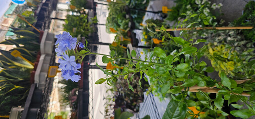 Obraz premium Light purple flower cluster on a slender green stem rises among vivid foliage in a sunlit garden center, creating a fresh and natural atmosphere; flower, plant;