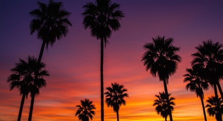 Silhouette Palm Trees at Sunset with Vibrant Sky