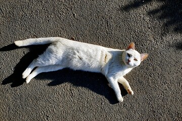 A white cat stretches out on a textured surface, basking in the sunlight.