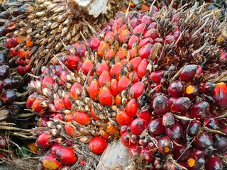 close up of oil palm fruit