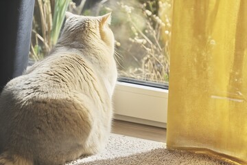 Fluffy cream-colored cat sits by a window, gazing at the outdoors through the glass.