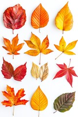 Vibrant collection of autumn leaves set against a clean white background for seasonal decor