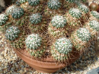 Terracotta pot filled with delicate mammillaria gracilis fragilis cacti, highlighting intricate...
