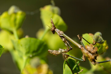 Predatory  mantis on plant – Close-Up of mantis in natural habitat