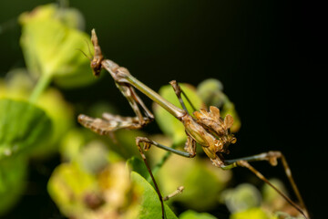 Predatory  mantis on plant – Close-Up of mantis in natural habitat