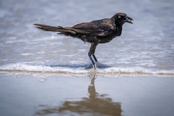 A black grackle examines a small, glistening shell on the sandy shore of Wilmington, North Carolina.