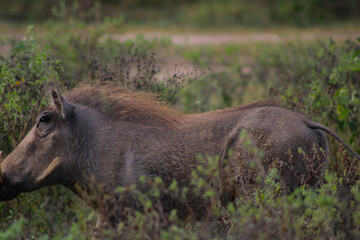 Fototapeta premium warthog in the wild