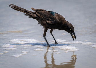 A black grackle examines a small, glistening shell on the sandy shore of Wilmington, North Carolina.