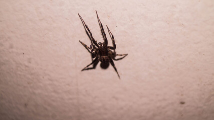 A photograph of a wolf spider. Taken from Las Pinas, NCR, Philippines.
