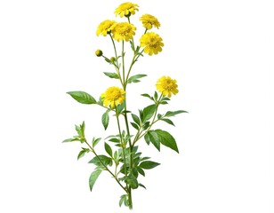 Bright yellow ragwort flowers, Jacobaea vulgaris, bloom on green stems with leaves. This wild plant features natural floral pattern, isolated on clean white background, offering fresh organic beauty.