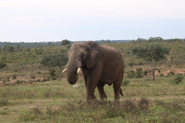 Obraz premium Elephant in South Africa