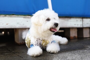 white poodle puppy