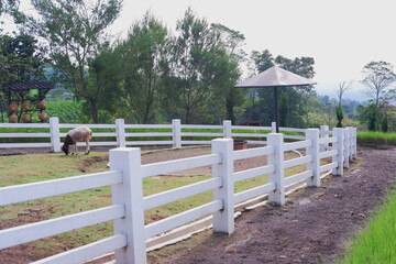 Goat farm. Goats are allowed outside in a pen during the day to bask and get plenty of sunlight....