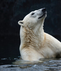 Majestic polar bear emerges from dark water, gazing upwards serenely. Close-up portrait captures thick white fur, powerful build, calm expression. Focus on magnificent arctic predator in natural, icy