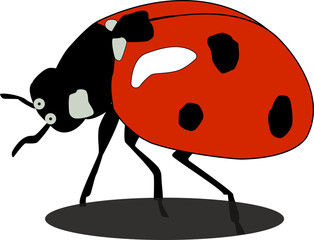 Fototapeta premium Ladybug