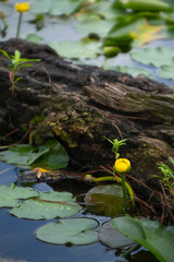 Naklejka premium An old fallen log half submerged in a pond surrounded by water lilies and yellow lotus, moss and small plants.