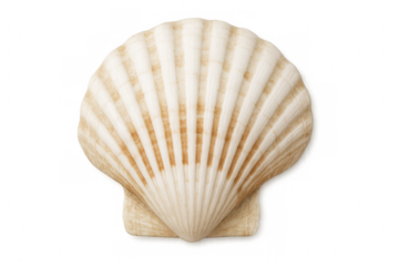 Pearlescent seashell gleaming against transparent backdrop, symbolizing coastal memories, beach wandering, and oceanic discoveries