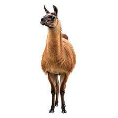 Full Shot of a Brown Llama on White Background.