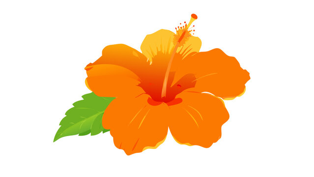 orange flower 