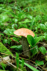 aspen mushroom in the green grass
