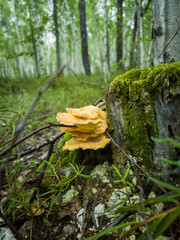 Yellow mushrooms growing on a tree stump in a birch grove