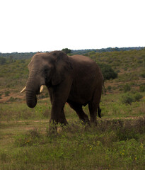 elephant in the wild