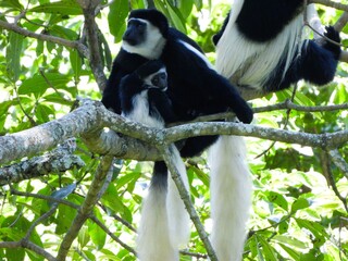 Colobus Monkey family in the Arusha national park