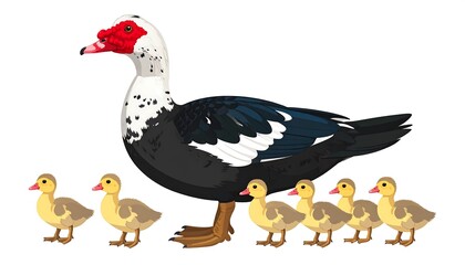 Adorable Muscovy duck with a distinctive red face leading its cute ducklings