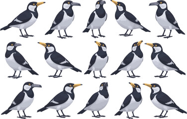 Obraz premium Artistic illustration of several cartoon pied butcherbirds posed against a white background