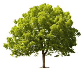 PNG Linden tree plant