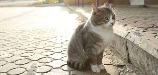 Lonely stray cat outdoors. Pet homelessness problem