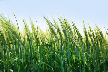 Many wheat spikes growing in field outdoors, closeup