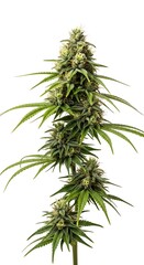 Close-up of a flowering cannabis plant.