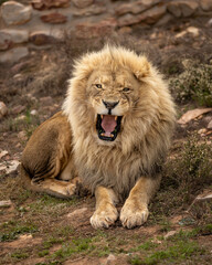 A male lions shows aggression at Aquila Private Game Reserve in Touws River, South Africa. Monday, July 21, 2025. (Matt Ferris)