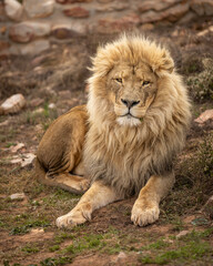 A male lions laying down at Aquila Private Game Reserve in Touws River, South Africa. Monday, July 21, 2025. (Matt Ferris)