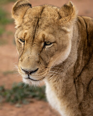 A lioness at Aquila Private Game Reserve in Touws River, South Africa. Monday, July 21, 2025. (Matt...