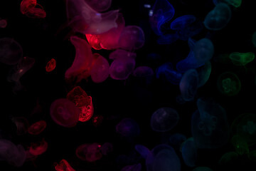 jellyfish at aquarium, dangerous animals