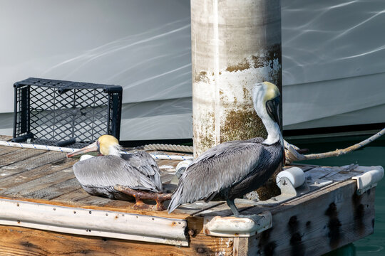 Two pelicans sit on a jetty next to a boat in the marina.