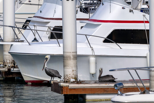 Two pelicans sit on a jetty next to a boat in the marina.