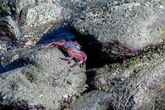 View of a red crab climbing over boulders; its bulging eyes are clearly visible.