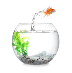 Goldfish jumping out of glass bowl against white background