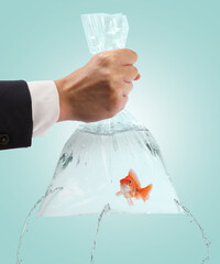 Woman holding leaking plastic bag with goldfish against light blue background, closeup. Water...