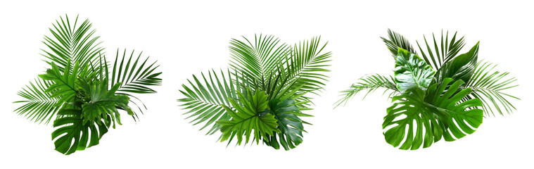 Bright tropical leaves of different plants on white background, collage