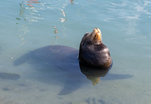 A sea lion enjoys the morning sun in the water at the pier; the sea lion stretches its head in the air and its plump body lies in the water.