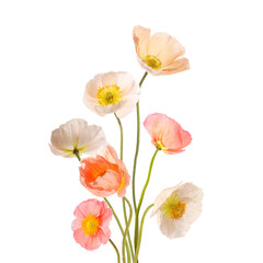 Beautiful poppies isolated on white. Delicate flowers