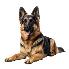 German Shepherd Dog Lying Down on White Background.