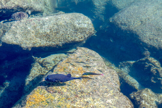 Spotted boxfish and other small fish swim along the pier in the harbor where large boulders lie.